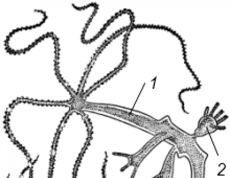 Hydra - klasė Hydrozoa: jutimo organai, nervų ir virškinimo sistemos, dauginimasis.  Gėlavandenės hidra – gėlavandenės hidra savybės ir struktūros diagrama