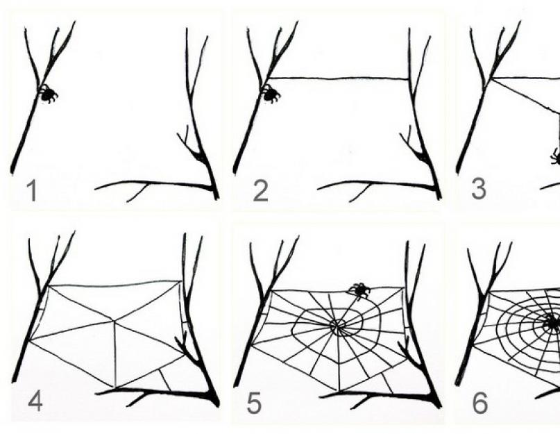 ما هو الويب الذي تستخدمه العناكب؟  كيف يدور العنكبوت شبكته ، من أين يأتي حرير العنكبوت؟  تكوين شبكة العنكبوت