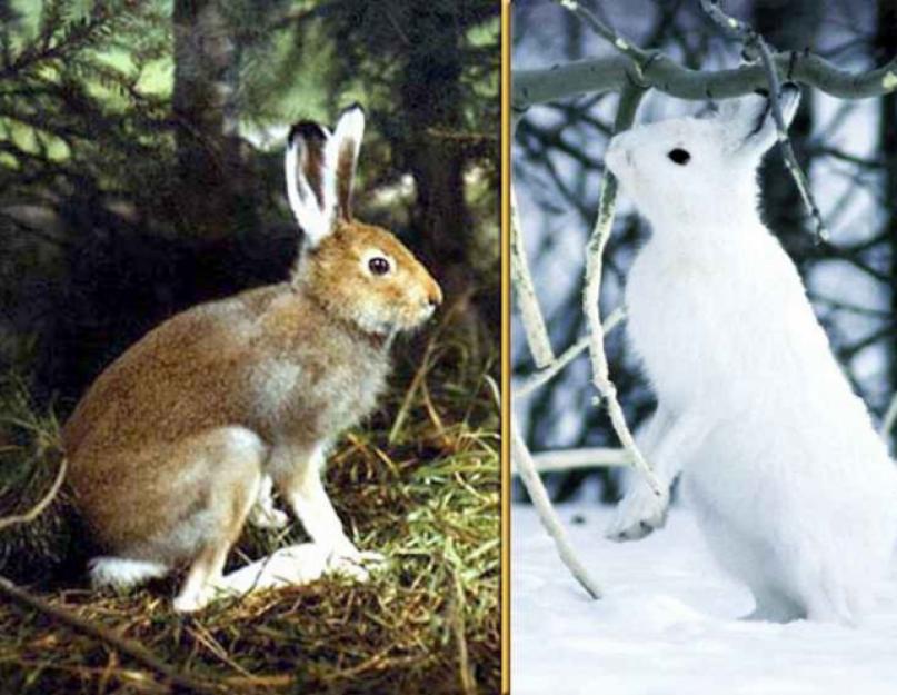 Разница между зайцем-беляком и зайцем-русаком. Зеленые страницы. Плешаков А.А Что ест заяц-русак