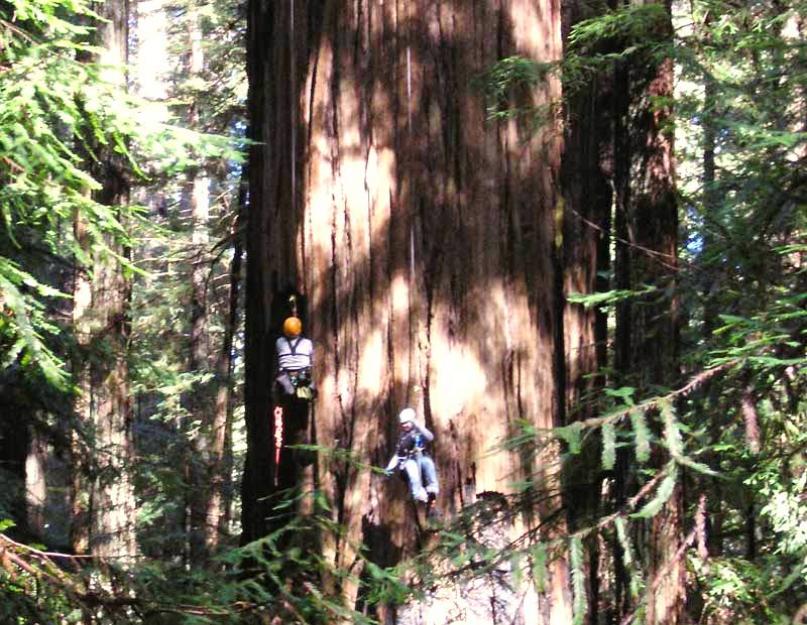 أطول شجرة.  Hyperion هي أطول شجرة في العالم وهي في المرتبة الأولى