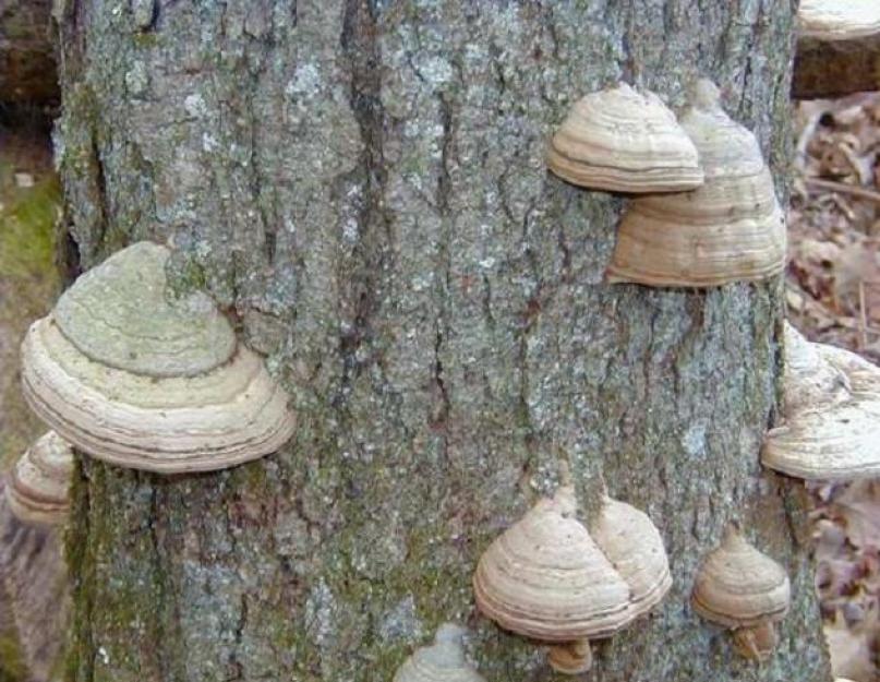 Tinder gombák és más fán élő afiloforos gombák.  Szegélyes polipórus (fenyő polipórus) Fomitopsis pinicola (Sw.: Fr.) P. Karszt Szegélyes polipórus és tulajdonságai