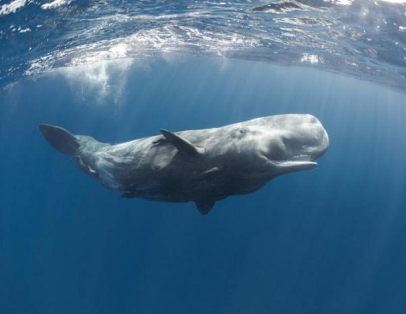 sperma bálna állat.  A sperma bálna életmódja és élőhelye.  Bálna sperma bálna, teljes leírás az állatról és életmódjáról
