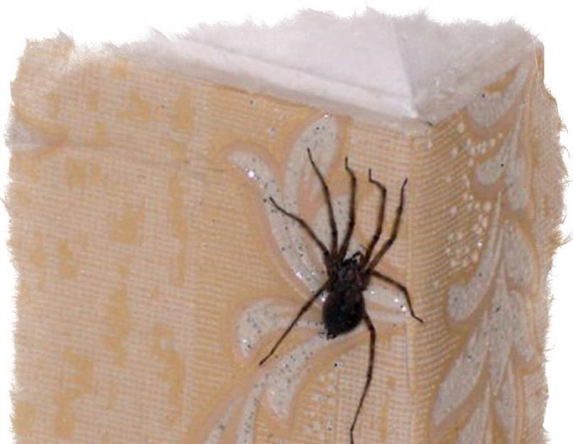 Vorų atsiradimo butuose būdai.  Ženklas: voras namuose yra geras ar blogas, kodėl negalite nužudyti vorų namuose?  Kodėl namuose atsiranda vorų, daug vorų ir voratinklių: liaudies ženklai ir prietarai.  Kodėl voras ropoja ant žmogaus: ant kūno, drabužių, tiesa