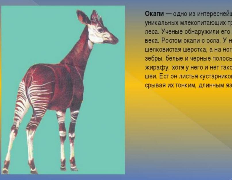 Įdomūs faktai apie okapi Afrikoje.  Okapi arba „miško žirafa“ (lot. Okapia johnstoni).  Okapi gyvūnas vardu Zebrožirafa