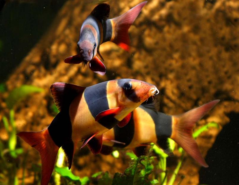 أسماك المهرج في حوض السمك أو botia macracanthus.  Macracantha أو سمكة المهرج - الجمال الذي يأكل القواقع والنباتات