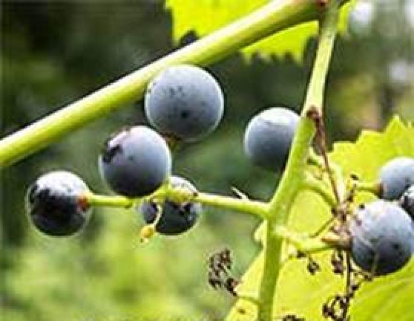 Tengerparti szőlő.  Tengerparti szőlő, vagy illatos - Vitis riparia Folyóparti szőlő zöld hegyi termesztés