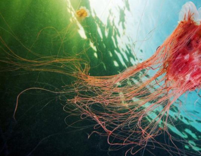 Cyanea Távol-Kelet.  A világ legnagyobb medúzája: fotó.  A gerinctelen óriás hatalmas mérete
