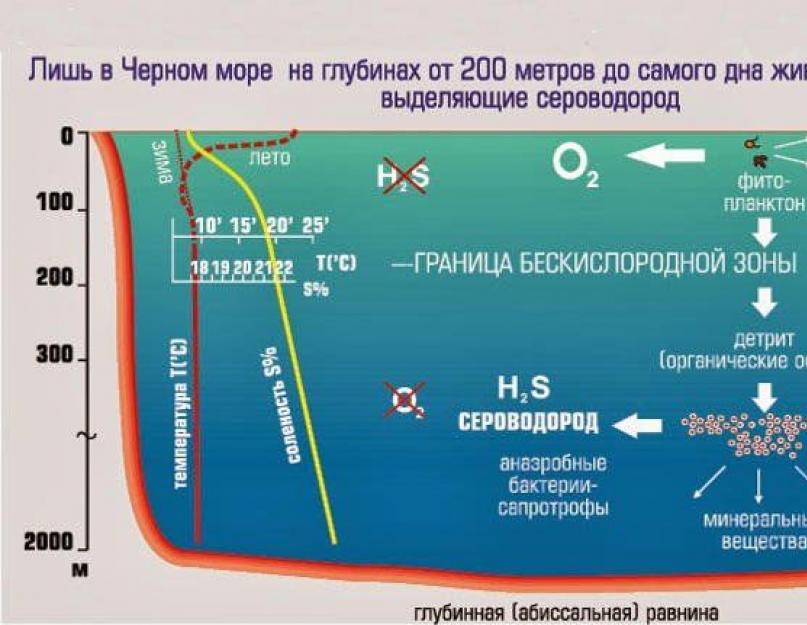Глубина воды 200 метров. Чёрное море сероводородный слой глубина. Сероводородный слой на дне черного моря. Сероводород в черном море. Черное море сероводород на глубине.