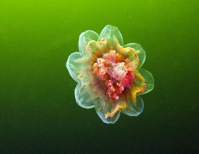 Cum arată meduzele?  Meduzele de mare.  Dans elegant al meduzelor