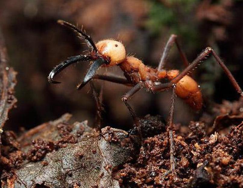 Ar skruzdėlės gali nužudyti žmogų?  Klajoklių skruzdžių gyvenimo ypatumai.  Skruzdžių žudikų privalumai