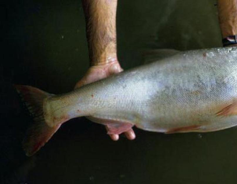 ماذا يأكل الكارب الفضي في الطبيعة.  الكارب الفضي الأبيض - Hypophthalmichthys molitrix.  ماذا يأكل سمك الكارب الفضي