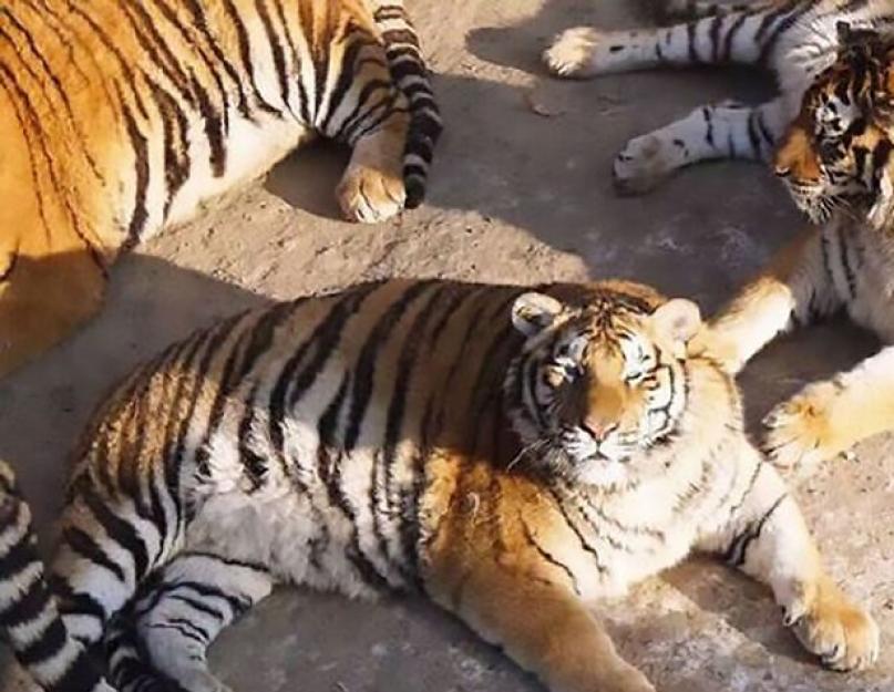 Storieji Amūro tigrai: Kinijos gamtos rezervate vyksta kažkas keisto.  Tigras Saikhanas išvyko į Kiniją Amūro tigrai nutukę Kinijos zoologijos sode