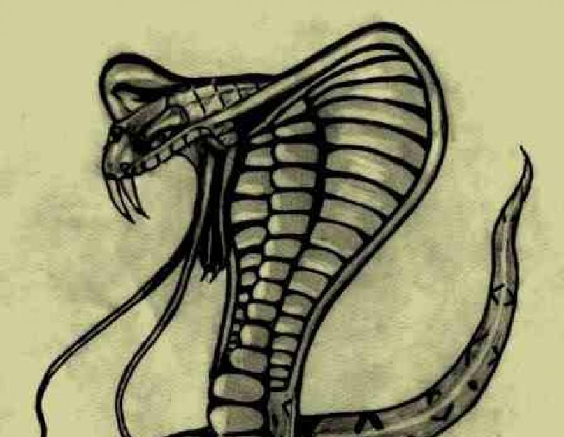 किंग कोबरा: बहुत बड़ा और विषैला।  किंग कोबरा कैसे प्रजनन करता है कोबरा कैसे हमला करता है