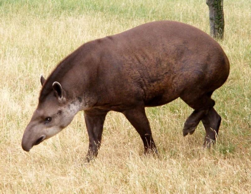 موطن التابير.  Tapirs (lat. tapirus).  الموطن ونمط الحياة