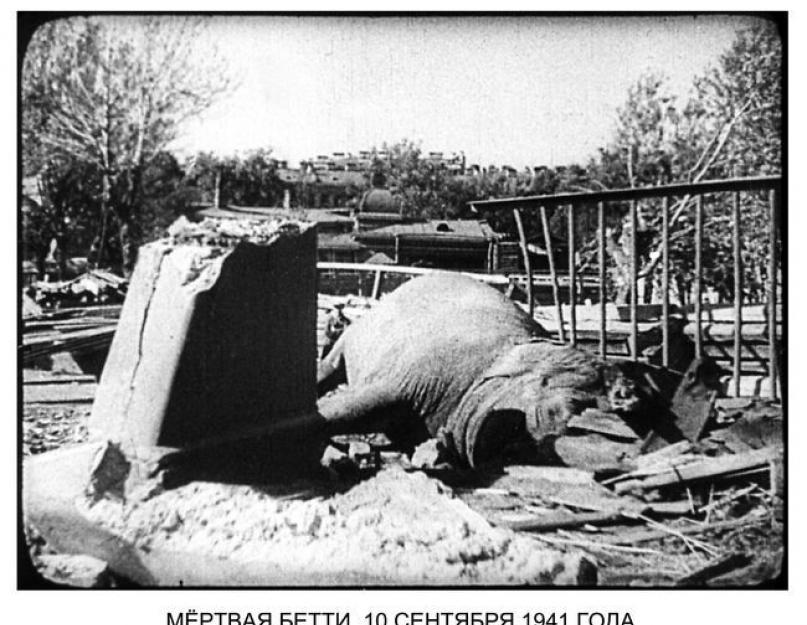 البقاء المأساوي لحديقة حيوان لينينغراد أثناء الحصار.  الحصار الرباعي