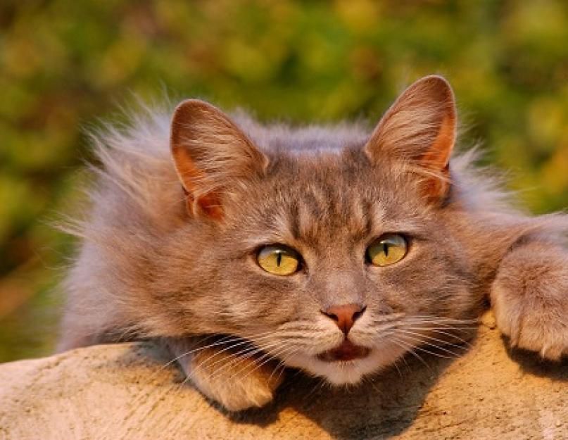 Сонник: к чему снятся кошачьи экскременты? К чему снится, если нагадил кот или кошка: значение по сонникам