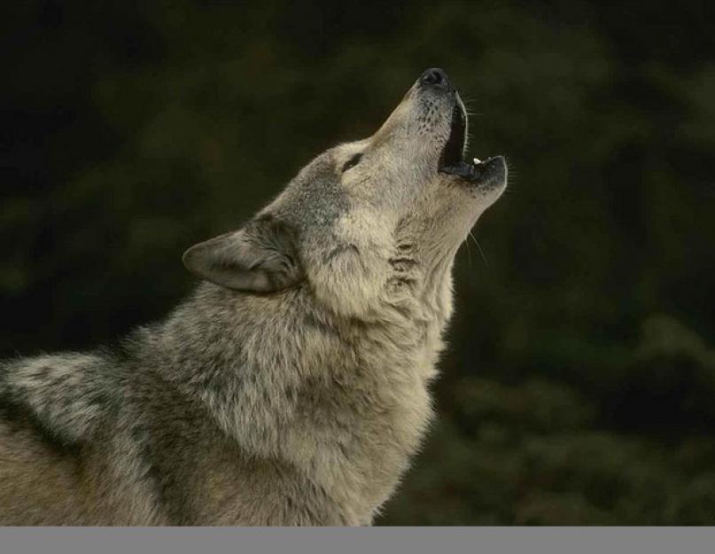 وصف الذئب.  الذئب وحش رهيب أو حيوان حكيم