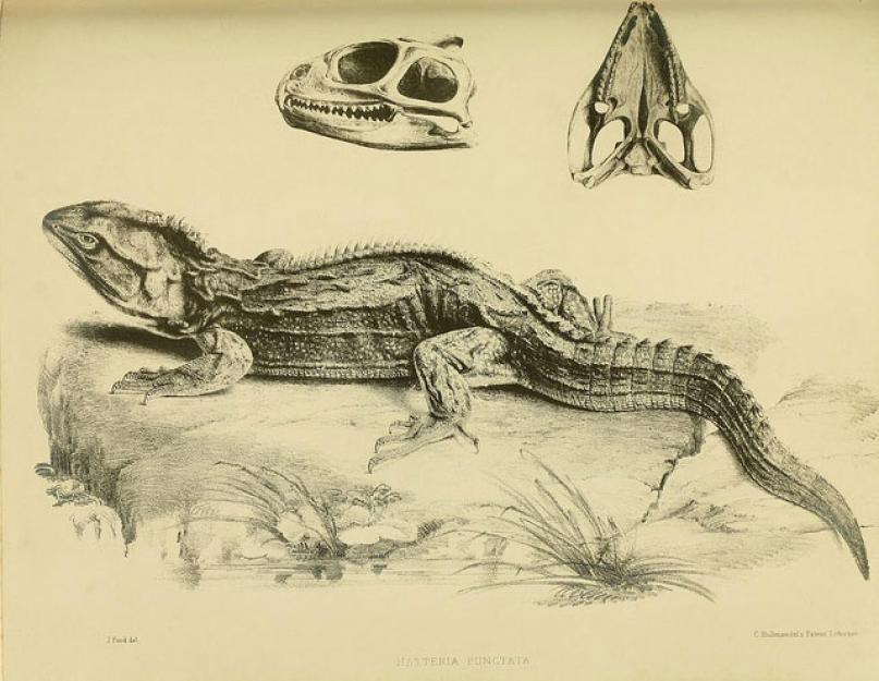 كم عدد البيض الذي تضعه التواتارا.  أقدم الزواحف هي السحلية ثلاثية العيون tuatara ، أو tuatara (sphenodon punctatus).  تواتارا: أحافير حية