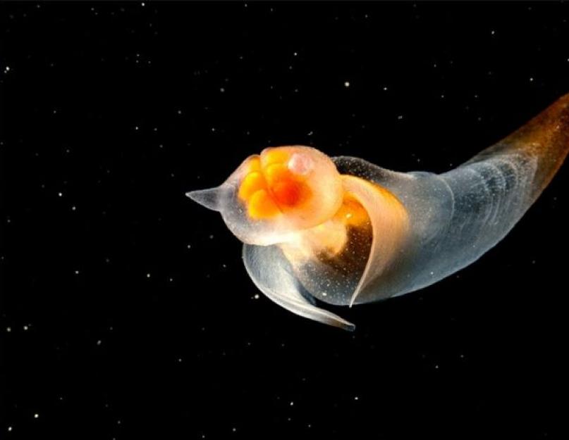Какой моллюск питается морскими чертями. Как выглядит морской черт? Так как же выглядит морской ангелок