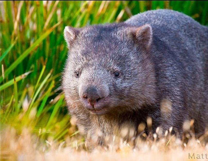 A vombat erszényes-e vagy sem.  A vombat egy medve kis másolata.  Wombat otthon