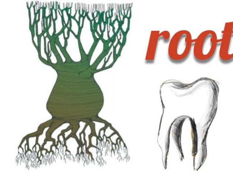 Ответом корень. Корни в английском языке. Корень по англ. Английский корень английский. Какие слова на английском с корнем roots.