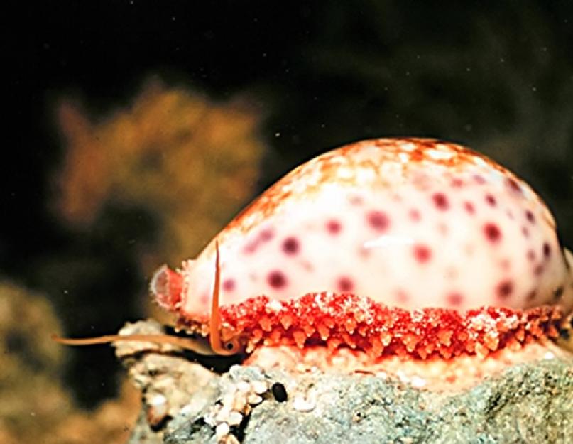 Дыхательная система брюхоногих. Брюхоногие моллюски: строение, жизнедеятельность, размножение. Моллюски, или мягкотелые