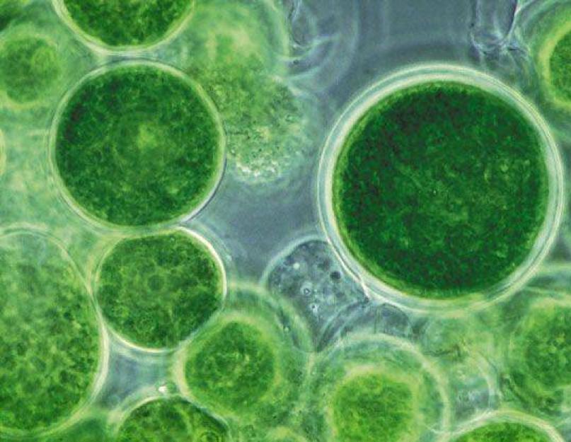 Nitaste alge.  Alge, vrste algi, sve o algama, o algama, opis algi Prekrasne alge u rijeci