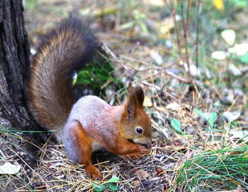 लाल गिलहरी का जानवर।  आम गिलहरी - आम गिलहरी की विशिष्ट विशेषताएं