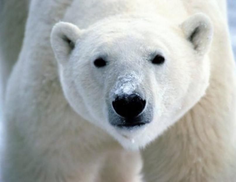 عشر حقائق غير عادية عن الدببة القطبية.  حقائق مثيرة للاهتمام حول الدب القطبي: الوصف والميزات
