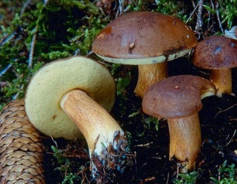Описание польского гриба, где растет и как собирать, состав. Грибнику на заметку: как распознать польский гриб, и чем он полезен Чем отличается польский гриб от белого