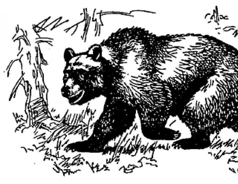 Medve nyom.  Vadállatok nyomai.  Formozov A.N.  Pathfinder Companion.  Lábnyomok egy havas ösvényen.  A róka és a farkas nyomán, a medve, a hiúz és más nagyragadozók nyomán