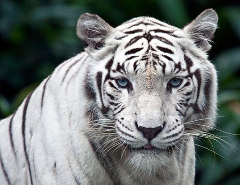 Trumpa informacija apie baltąjį tigrą.  Trumpa informacija apie baltąjį tigrą.  Didžiausia ir mažiausia planetos „katė“.