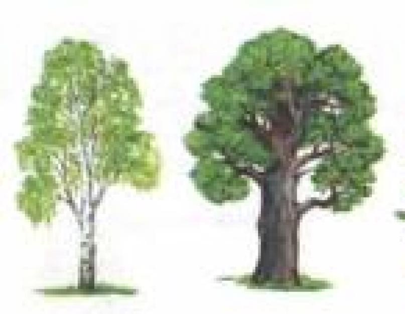 Logopedinės pamokos „Medžiai.  Žodžio formavimas.  Pamoka „Medžiai“