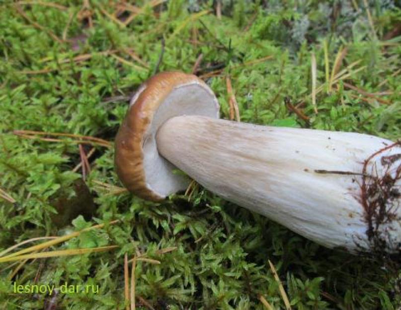 В каком лесу растет белый гриб. Белые грибы: описание внешнего вида, правила и время сбора