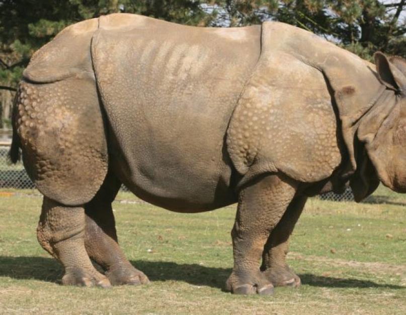 وحيد القرن على وشك الانقراض.  أكبر وحيد القرن هو وحيد القرن الأسود في غرب إفريقيا