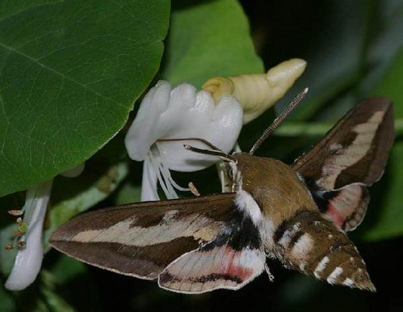  Винный бражник – образ жизни редких бабочек и гусениц