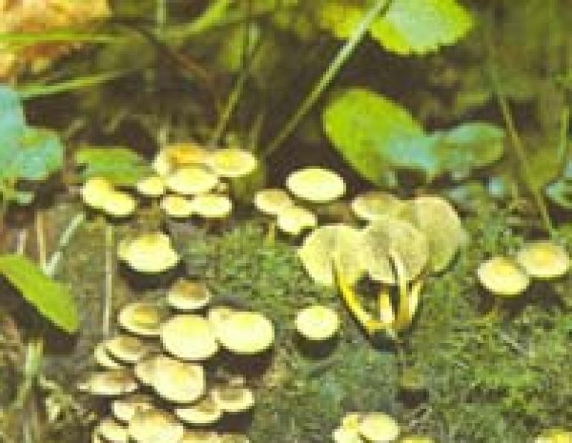 A gombás ikrek az erdő veszélyes ajándékai.  Megtanulni különbséget tenni az ehető gombák és az ehetetlen társai között Mérgező gomba iker