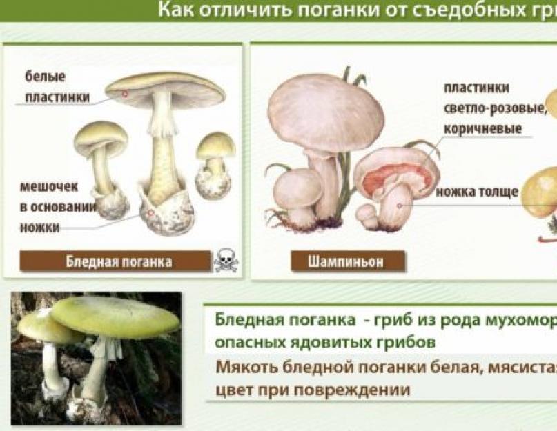 Бледная поганка: как отличить от похожих съедобных грибов. Ядовитые грибы поганки: фото и описание