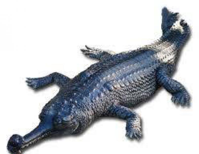 Gangetic gharial: fotók, érdekességek, táplálkozás.  Hamis gharial (gharial krokodil) és Gangetic gharial!  mi a különbség?  A nagy krokodilok kipusztulásának veszélye