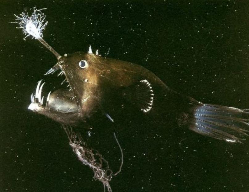 Морський чорт - риба-вудильник з зовнішнім виглядом, що відштовхує.  Морський рис: опис, довкілля та цікаві факти Особливості продовження роду