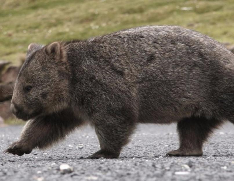 Wombat tények.  Hol él és hogyan szaporodik a vombat állat?  Mennyi ideig élnek a vombatok természetes élőhelyükön