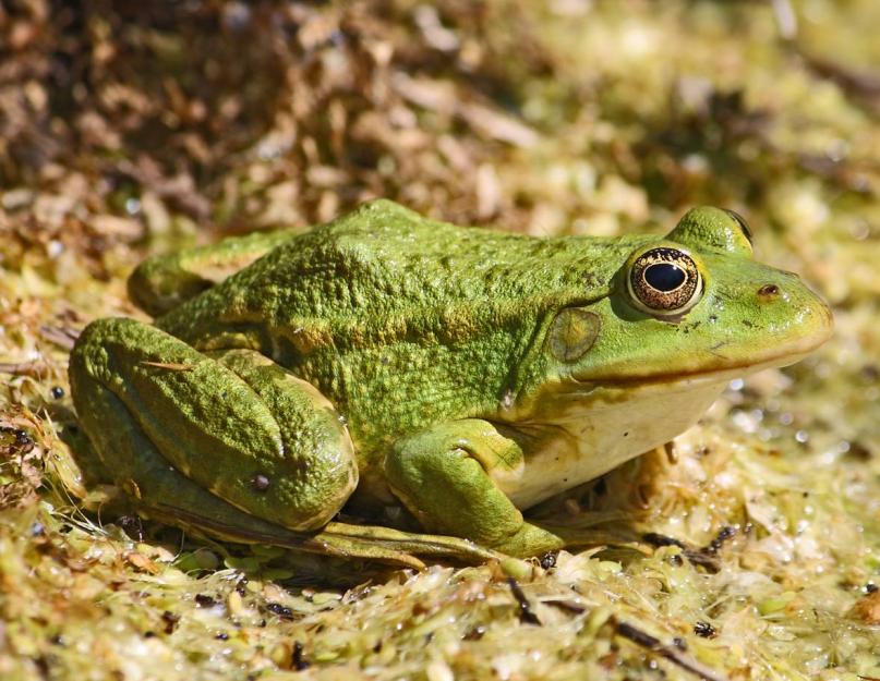 Цікаві факти про жаби.  Цікаві факти про жабу Цікаве про жаби для дітей