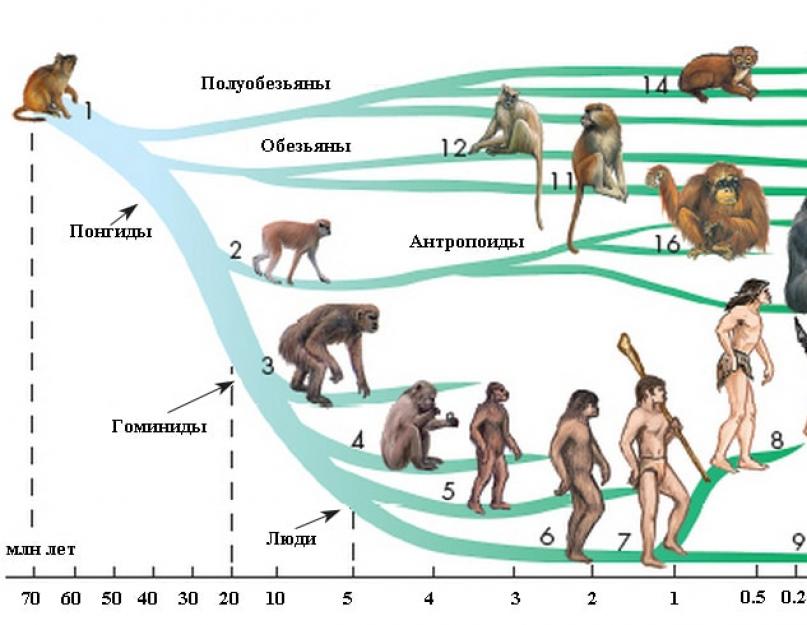 Opće karakteristike porodice velikih majmuna.  Veliki majmuni i njihovo porijeklo Zajedničke karakteristike velikih majmuna