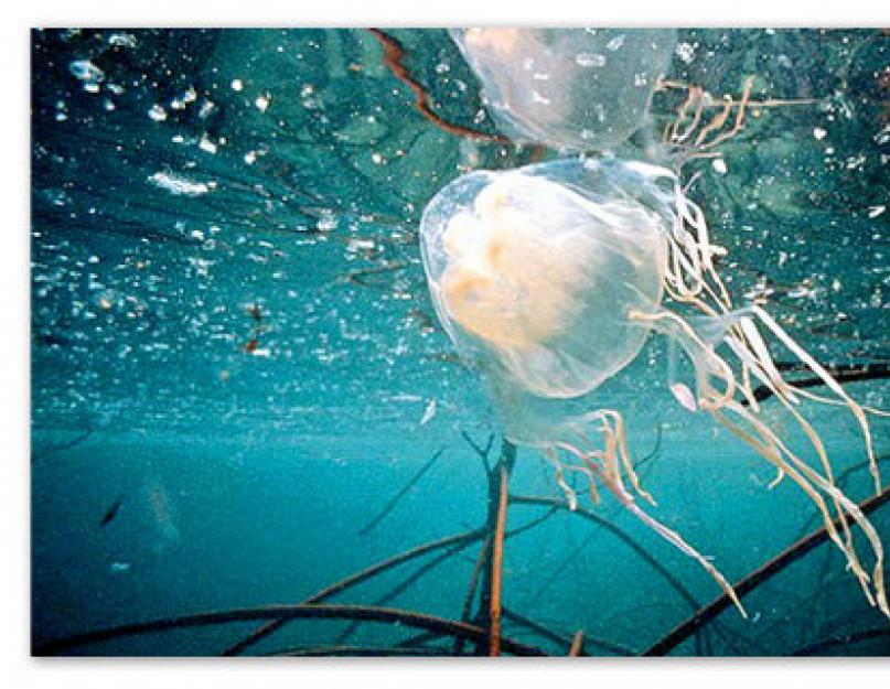 Почему медузы приплывают к берегу? Сезон медуз в тунисе Скопление медуз у берега на черном море