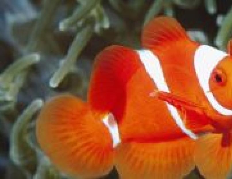 Где водится рыба клоун. Рыба-клоун: яркая коралловая рыбка. Что едят рыбы клоуны