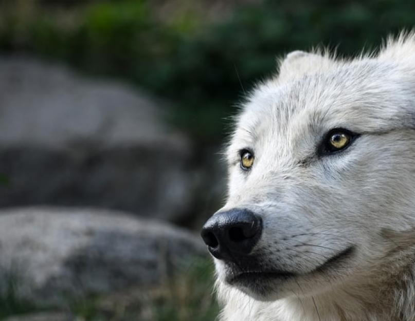 حقيقة مثيرة للاهتمام عن الذئاب.  الذئب وهي الذئب.  الحيوانات المفترسة البرية الذئاب: الوصف ، الصور الجميلة والصور ، فيديو عن حياة الذئاب ، وثيقة.  أفلام