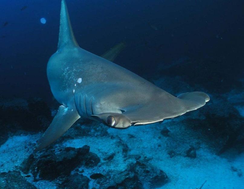 Как размножается акула молот. Гигантская акула-молот: описание и фото. Отличие гигантской акулы-молота от других