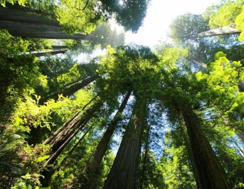 A világ legmagasabb fáinak minősítése.  A világ legnagyobb fái