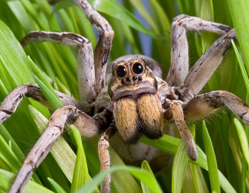  Почему паук не насекомое? Видео. Самые странные пауки и необычные пауки в мире