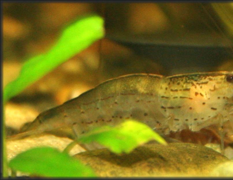 Аквариумные креветки: уход,размножение,совместимость,фото,видео,описание. Особенности размножения креветок в аквариуме